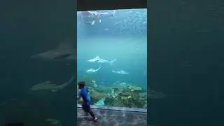 Sharks Aquarium
