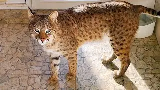 BOBCAT RUFUS IS AFFECTIONATE AGAIN / Martin the lynx was stung by a wasp