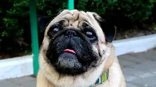 10 Best Dog Breeds for First-Time Owners!!