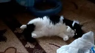 Колобок-Колобок, я тебя съем...