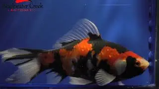 goldenfish005