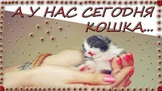 А У НАС СЕГОДНЯ КОШКА!!!/ДЕТСКИЙ КАНАЛ/AND TODAY WE HAVE A CAT!!!/CHILDREN'S CHANNEL