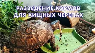 Разведение кормовых объектов для хищных черепах