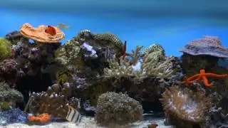 ****Some Stunning 4K Aquarium Tanks for Relaxation #1****