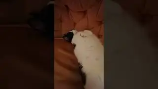 Cat Serenade 🎹🐈