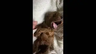 #puppy #продажащенков #pets #цветноййорк #biewer #yorkie # питомникцветныхйорков