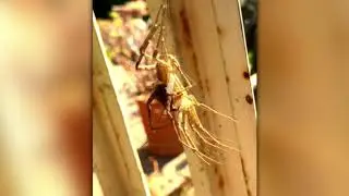 spider shedding its skin