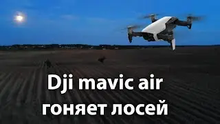 Квадрокоптер Dji mavic air гоняет лосей в сумерках