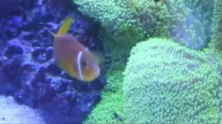 A. nigripes clownfish spawning