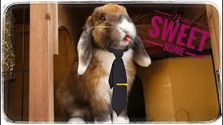 Rabbit on balcony