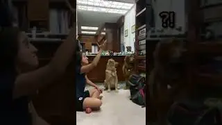 Show this magic trick to your dogs... 🤯