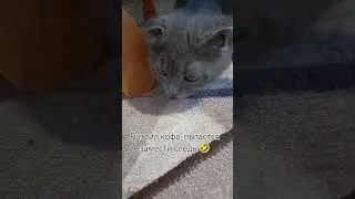 кот