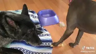 Puppy steals a treat from old dog
