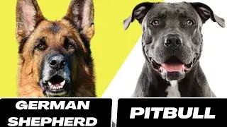 German Shepherd VS PitBull