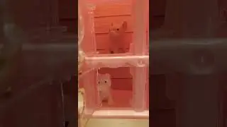 Puppy cute house Asmr #asmr #trending #viralvideos #satisfying