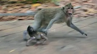 The condition of baby Eleanor, The young female monkey often practicess likee this