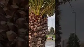 Пальмові кішки