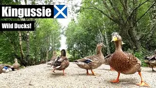 🏴󠁧󠁢󠁳󠁣󠁴󠁿 🦆 Close Up with Kingussie Ducks, Scotland | Cat bird video