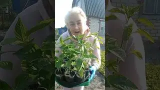 #перец любит пошептаться