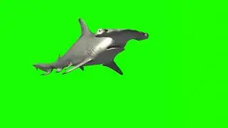 Hammerhead shark // hammerhead shark faint // Green screen hammerhead shark // 