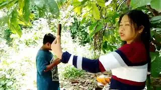 cacao farm