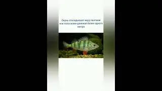 #fishing #рыба