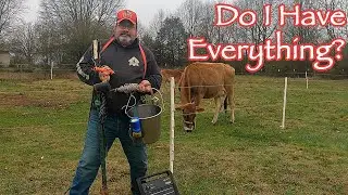 Essentials Before You Get A Dairy Cow