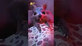Cute Squirrel Tries His Paws at Human Speech (Zeubi 😭)