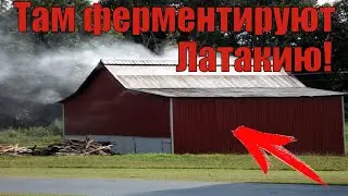 Что такое Латакия? И почему её называют королевой ароматов!