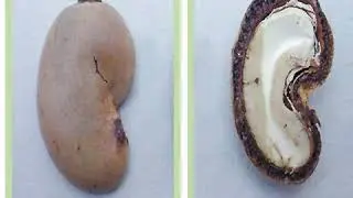 Processed and raw cashew nuts