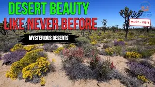 The Beauty of the Desert: Stunning Landscapes You Must See