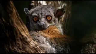 Randrianasolo's Sportive Lemur—Big Name for a Small Lemur