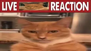 LIVE "LICENCIADO EN DISEÑO GRÁFICO" REACTION
