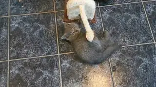 Wie weit sind die Kitten mit der Toilette XY9777