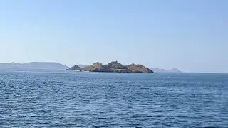 Komodo Islands Wild Charles LIVE