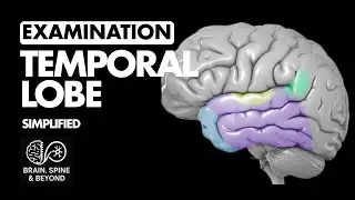 Best Structured Approach to Examine The Temporal Lobe - Neurological Examination