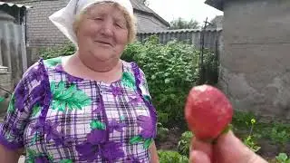 В селе у СВЕКРУНЬКИ !