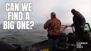 My Client Wants a Wall Hanger (Fall Sak Walleyes)