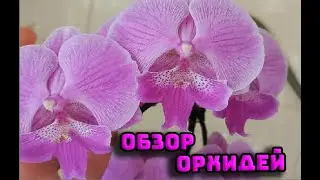 ОБЗОР ЦВЕТУЩИХ ОРХИДЕЙ И ЕСТЬ НОВЫЕ РОСПУКИ | ОРХИДЕИ 161 |