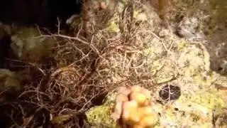 Сафари Сент Джонс