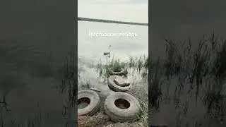 Настоящая лебедь
