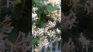 возле дома моего....☀️