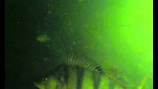 Под воду, за окушками
