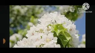 мы родились в сибири//дед тиран,бабка ангел//обзор канала