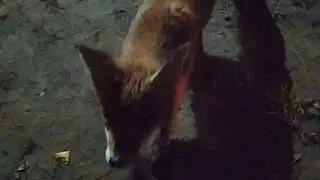 Лиса пришла в гости!