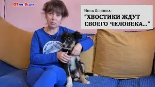Инна Осипова: 