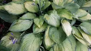 #hosta