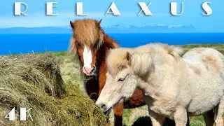 Релакс видео 4К под красивую музыку - Самые красивые лошади