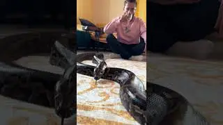 Evde Beslediğiniz Yılanları Bir Bardak Su İle Kendinizden Uzaklaştırabilirsiniz! 