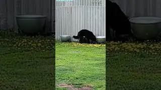 Так вот куда Тузик  свои игрушки прячет😁😁😁